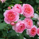 دکتر مهرداد حاتمی