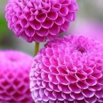 سهراب ربیعی دکترای حرفهای پزشکی