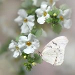 دکتر اکرم نمازی ریزی دکترای حرفه ای پزشکی
