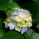 دکتر مهسا کایدی کارشناس بینایی سنجی
