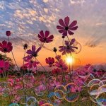 دکتر یوسفی فرد کارشناسی بهداشت عمومی