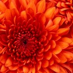 دکتر افتخاری فر کارشناسی گفتاردرمانی